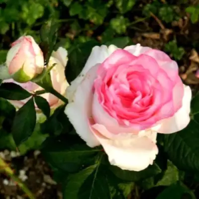 Роза ДОЛЬЧЕ ВИТА чайно-гибридная в Орше