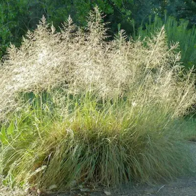 Каплесеменник воздушный в Орше