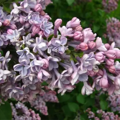 Сирень КОНДОРСЕ в Орше