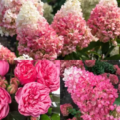 Комплект МАЛИНОВЫЙ ДЕСЕРТ в Орше