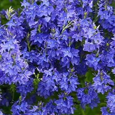 Вероника РОЯЛ БЛЮ большая в Орше