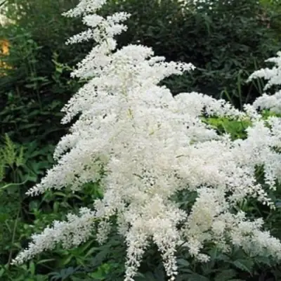 Астильба БРАУТШЛЕЙЕР Арендса в Орше