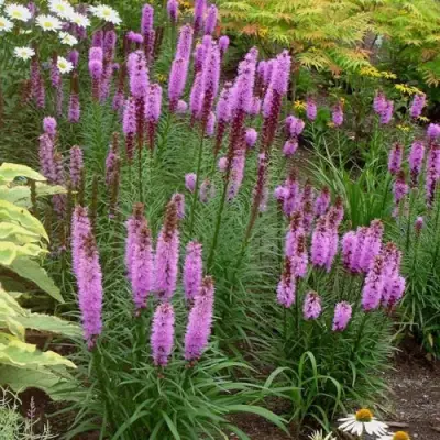 Лиатрис РОЗЕА колосковая в Орше