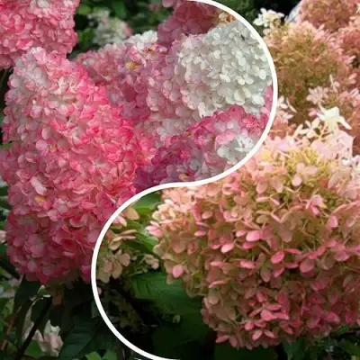 Комплект МАЛИНОВЫЙ ЗАКАТ в Орше