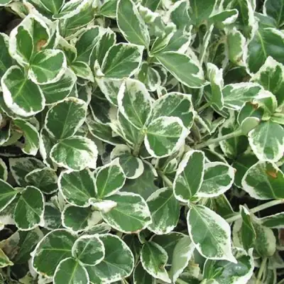 Бересклет ЭМЕРАЛЬД ГАИТИ форчуна  в Орше