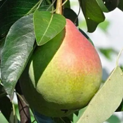 Груша ТАТЬЯНА в Орше