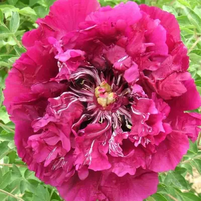 Пион ПУРПУРНЫЙ ОКЕАН древовидный в Орше