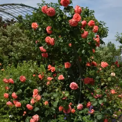 Роза ДИ ДИ БРИДЖУОТЕР плетистая в Орше