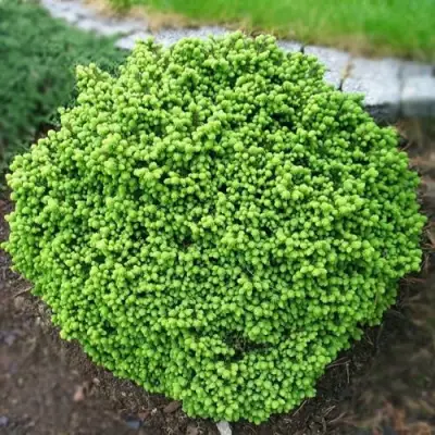 Ель ЛИТЛ ДЖЕМ обыкновенная в Орше