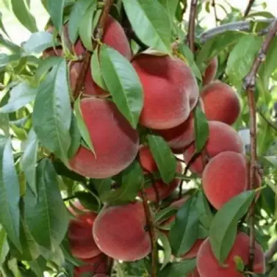 Персик ЮБИЛЕЙ СТОЛИЦЫ колонновидный в Орше