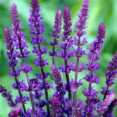 Шалфей КАРАДОНА в Орше