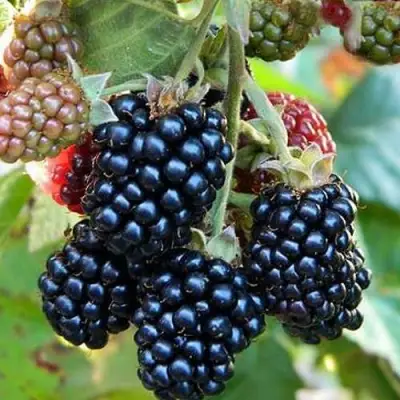 Ежевика ОУАЧИТА бесшипная  в Орше