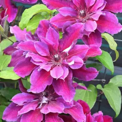 Клематис МАЙ БЬЮТИ в Орше