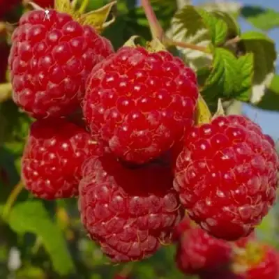 Малина ЭЛЕГАНТНАЯ в Орше