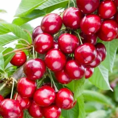 Вишня МАЛЮТКА колонновидная в Орше