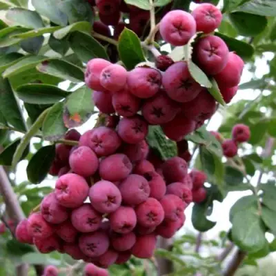 Рябина ТИТАН сладкоплодная  в Орше