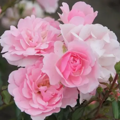 Роза БОНИКА флорибунда в Орше