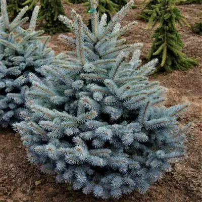 Ель МИСТИ БЛЮ голубая в Орше