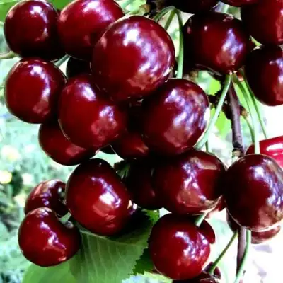 Черешня ОЛЕНЬКА в Орше