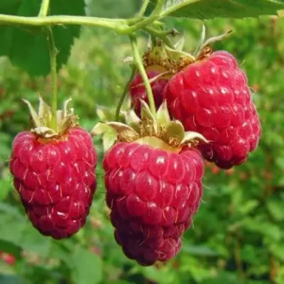 Малина ГОРДОСТЬ РОССИИ в Орше