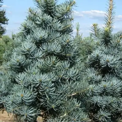 Пихта КОНКОЛОР в Орше