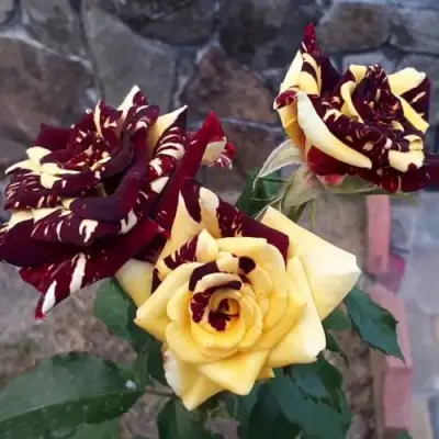 Роза АБРАКАДАБРА чайно-гибридная в Орше