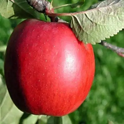 Яблоня РЕДФРИ в Орше