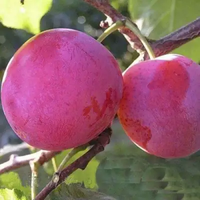 Слива ДЕЛИКАТНАЯ в Орше