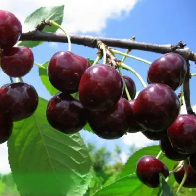 Дюк ЧУДО-ВИШНЯ в Орше