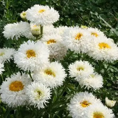 Нивяник КРЕЙЗИ ДЕЙЗИ наибольший в Орше