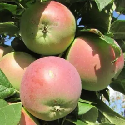 Яблоня МОСКОВСКОЕ ЗИМНЕЕ в Орше