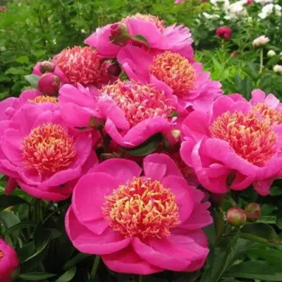 Пион ДОРИН травянистый в Орше