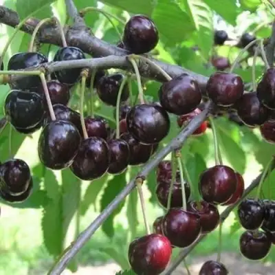 Черешня ЛЮБИМИЦА АСТАХОВА в Орше