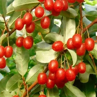 ГУМИ (ЛОХ МНОГОЦВЕТКОВЫЙ) в Орше