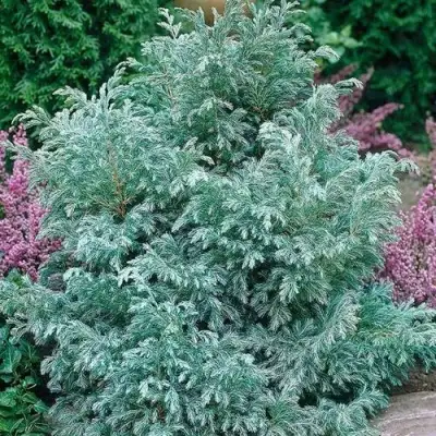 Кипарисовик БУЛЕВАРД горохоплодный в Орше