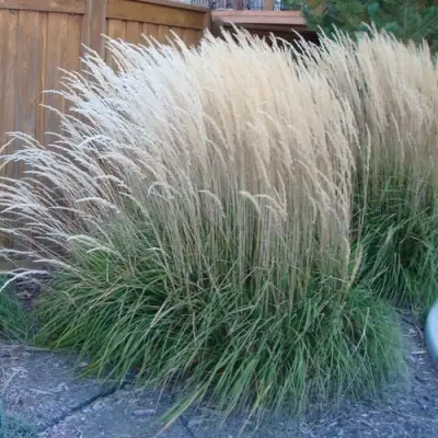 Вейник КАРЛ ФОРСТЕР остроцветковый в Орше