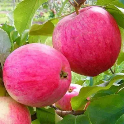 Яблоня РОЗОВЫЙ НАЛИВ в Орше