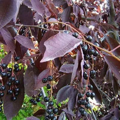 Черемуха виргинская ШУБЕРТ в Орше