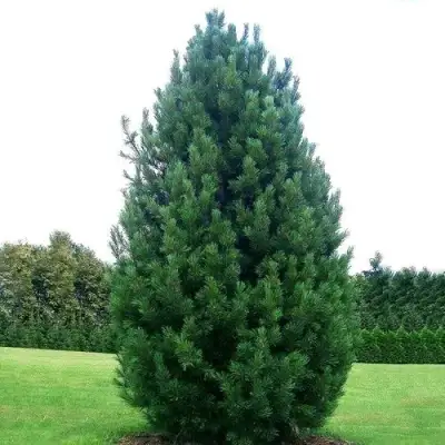 Сосна кедровая европейская в Орше