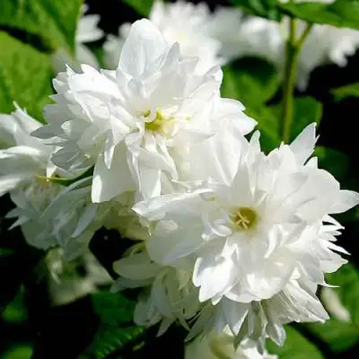 Жасмин ДАМ БЛАНШ в Орше