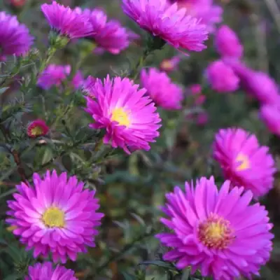 Астра КАРМИНКУППЕЛЬ в Орше