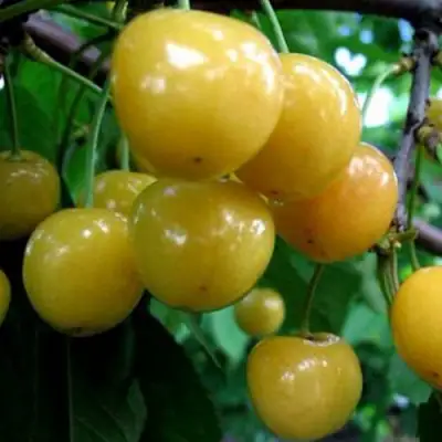 Черешня РОССОШАНСКАЯ ЗОЛОТАЯ в Орше