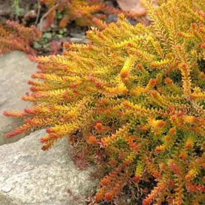 Водяника БЕРНШТЕЙН черная в Орше