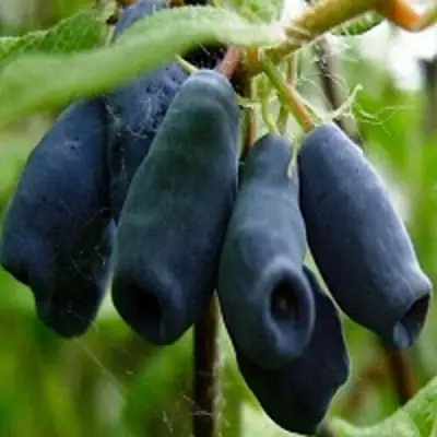 Жимолость съедобная НАРЫМСКАЯ в Орше