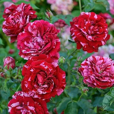 Роза ДИП ИМПРЕШН флорибунда в Орше