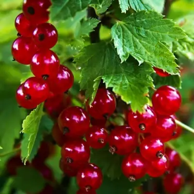 Смородина красная РОЛАН в Орше