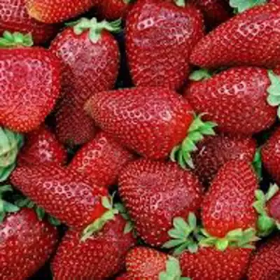 Клубника СКАЛА в Орше