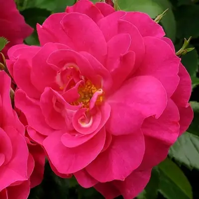 саженцы розы ДЖОРДЖ ВАНКУВЕР