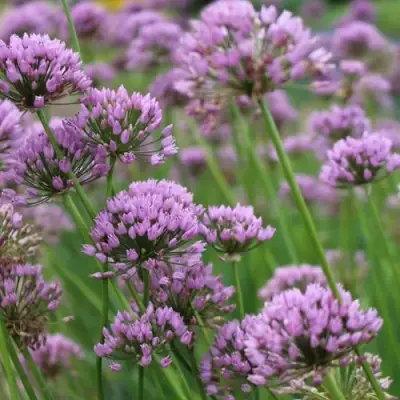 Лук угловатый в Орше