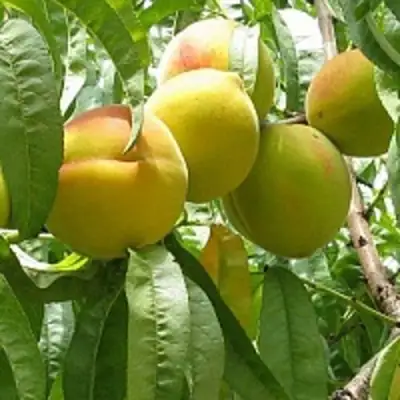 Персик СЕЯНЕЦ СТАРКА в Орше